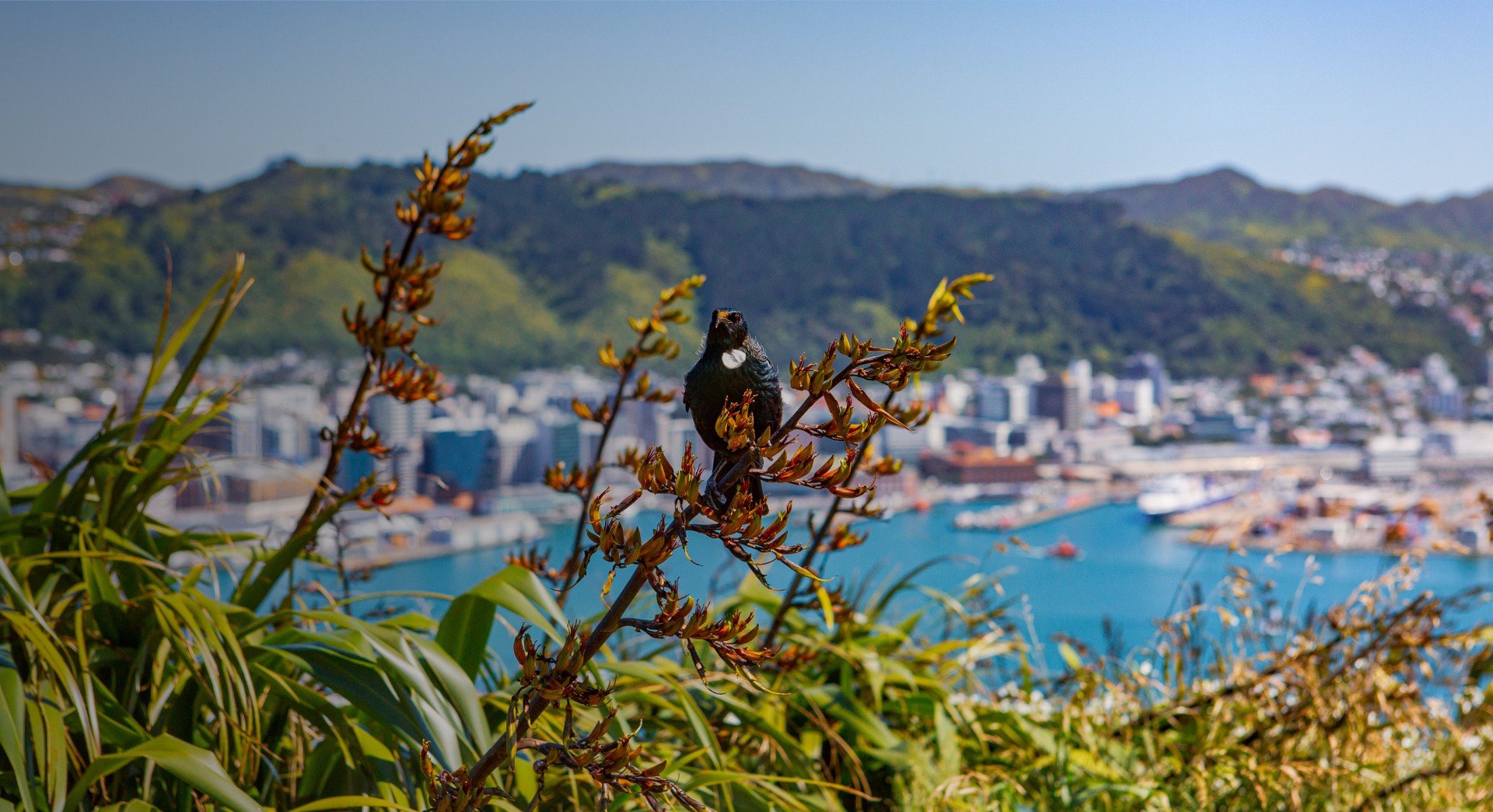 General - View from Mt Victoria with tui - Credit Celeste Fontein