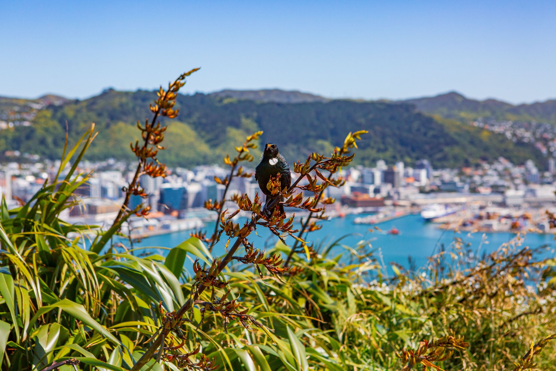 WellingtonNZ - View from Mt Victoria with tui - Credit Celeste Fontein